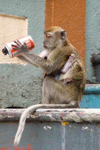 Malaysia Monkey drinking coke